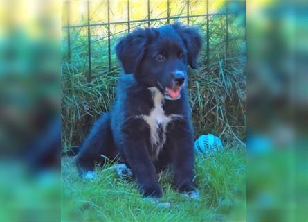 Golden Aussie / Traum auf 4 Pfoten / Welpen / Golden Retriever