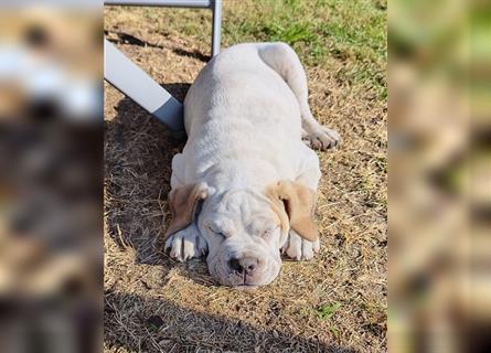 Old English bulldog