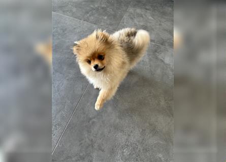 Welpe Zwergspitz Pomerania