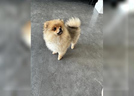 Welpe Zwergspitz Pomerania