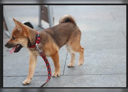 rote Shiba Inu -Rüde KENZO