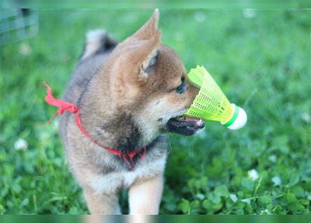 rote Shiba Inu -Rüde KENZO