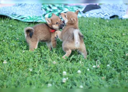 rote Shiba Inu -Rüde KENZO