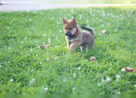 rote Shiba Inu -Rüde KENZO