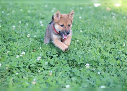 rote Shiba Inu -Rüde KENZO