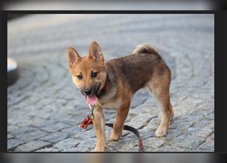 rote Shiba Inu -Rüde KENZO