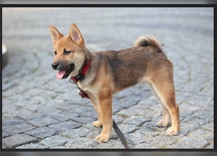 rote Shiba Inu -Rüde KENZO