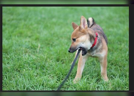 rote Shiba Inu -Rüde KENZO