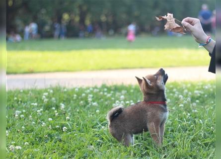 rote Shiba Inu -Rüde KENZO