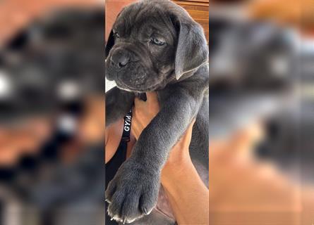 Cane corso Welpen