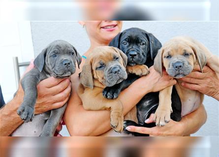 Cane corso Welpen