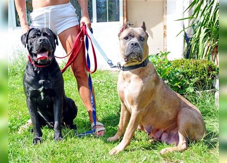 Cane corso Welpen