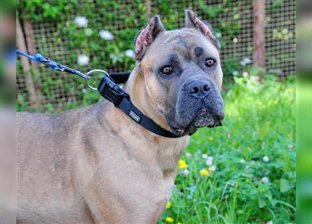 Cane corso Welpen