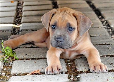 Cane corso Welpen