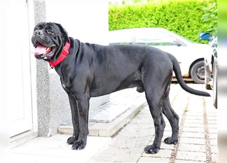 Cane corso Welpen