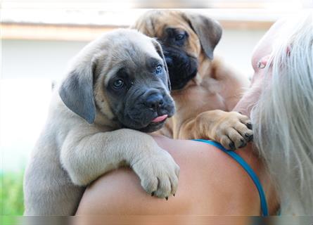 Cane corso Welpen