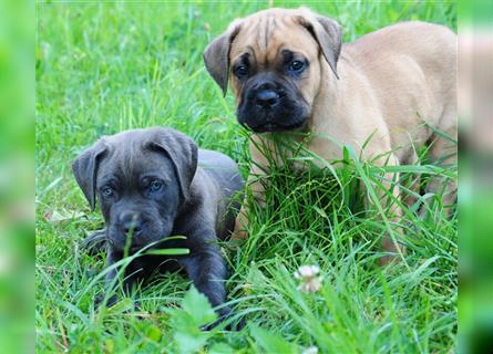 Cane corso Welpen