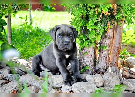 Cane corso Welpen