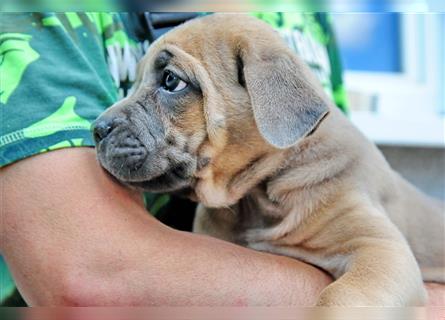 Cane corso Welpen