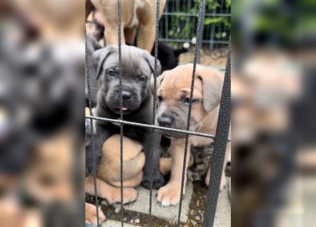 Cane corso Welpen