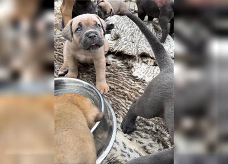 Cane corso Welpen