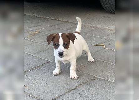 Jack Russel Welpen