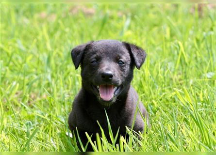 Zauberhafte dreiviertel Whippet Welpen abzugeben