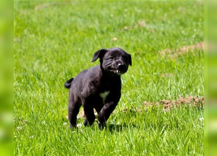 Zauberhafte dreiviertel Whippet Welpen abzugeben