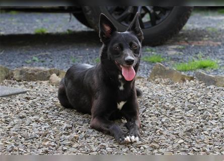 Zauberhafte dreiviertel Whippet Welpen abzugeben