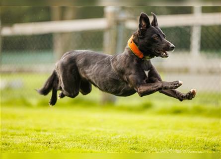 Zauberhafte dreiviertel Whippet Welpen abzugeben