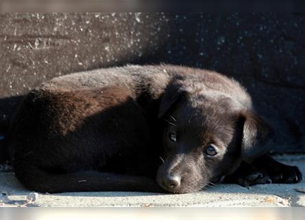 Zauberhafte dreiviertel Whippet Welpen abzugeben