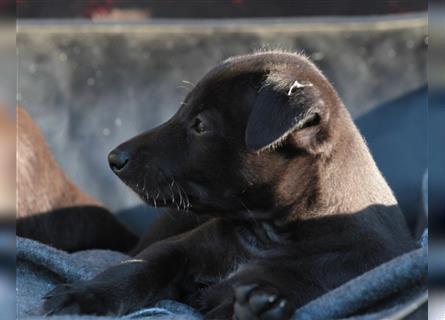 Zauberhafte dreiviertel Whippet Welpen abzugeben