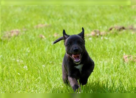 Zauberhafte dreiviertel Whippet Welpen abzugeben