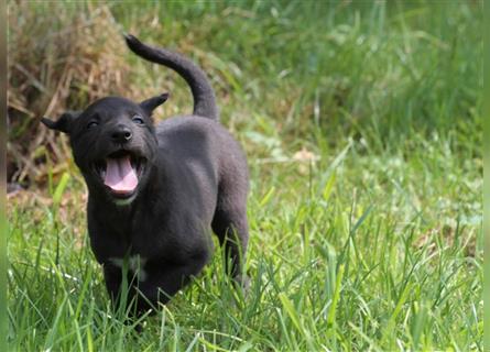 Zauberhafte dreiviertel Whippet Welpen abzugeben