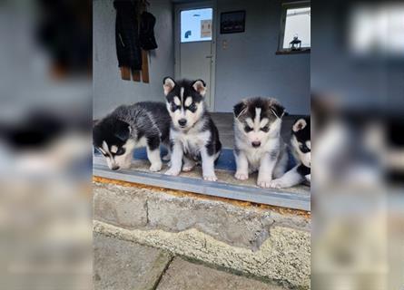 Huskywelpen suchen ein Zuhause