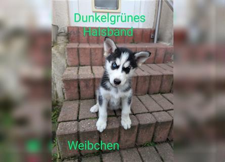 Huskywelpen suchen ein Zuhause