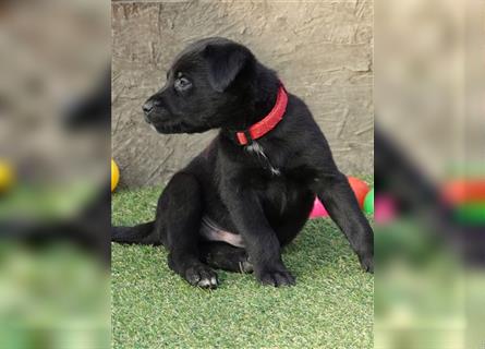 Australian Shepherd Labrador Welpen Aussiedor