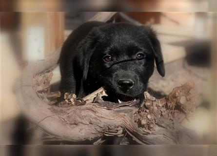 Australian Shepherd Labrador Welpen Aussiedor