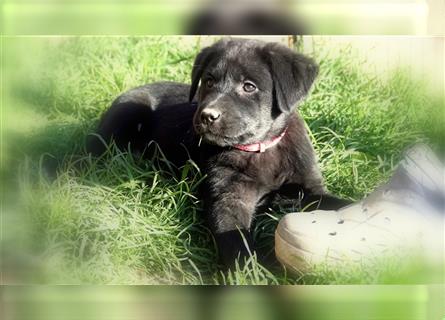 Australian Shepherd Labrador Welpen Aussiedor