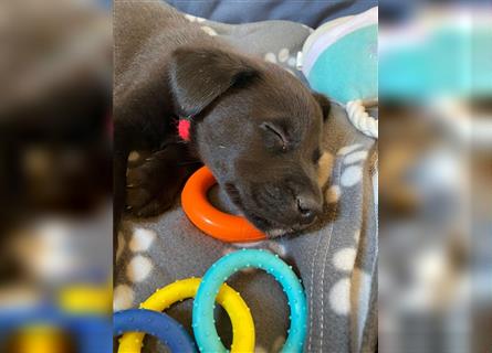 Australian Shepherd Labrador Welpen Aussiedor