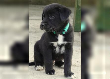 Australian Shepherd Labrador Welpen Aussiedor