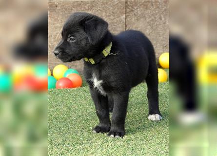 Australian Shepherd Labrador Welpen Aussiedor