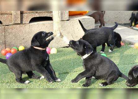 Australian Shepherd Labrador Welpen Aussiedor