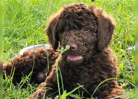 Labradoodle Welpen