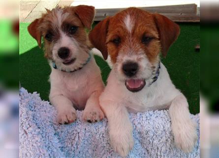 2 Jack Russell Terrier - Rüdenwelpen 3 Monate vom Züchter abzugeben