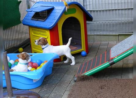 2 Jack Russell Terrier - Rüdenwelpen 3 Monate vom Züchter abzugeben