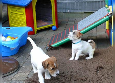 2 Jack Russell Terrier - Rüdenwelpen 3 Monate vom Züchter abzugeben