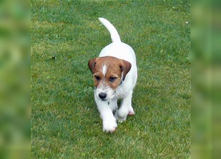 2 rassetypische Jack russell Terrier Rüdenwelpen 3 Monate alt