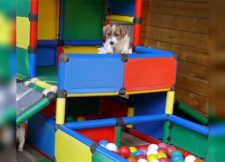 2 rassetypische Jack russell Terrier Rüdenwelpen 3 Monate alt