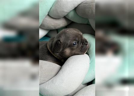 Wunderschöne Französisches Bulldogge Welpen sind am 29.07 frisch geschlüpft